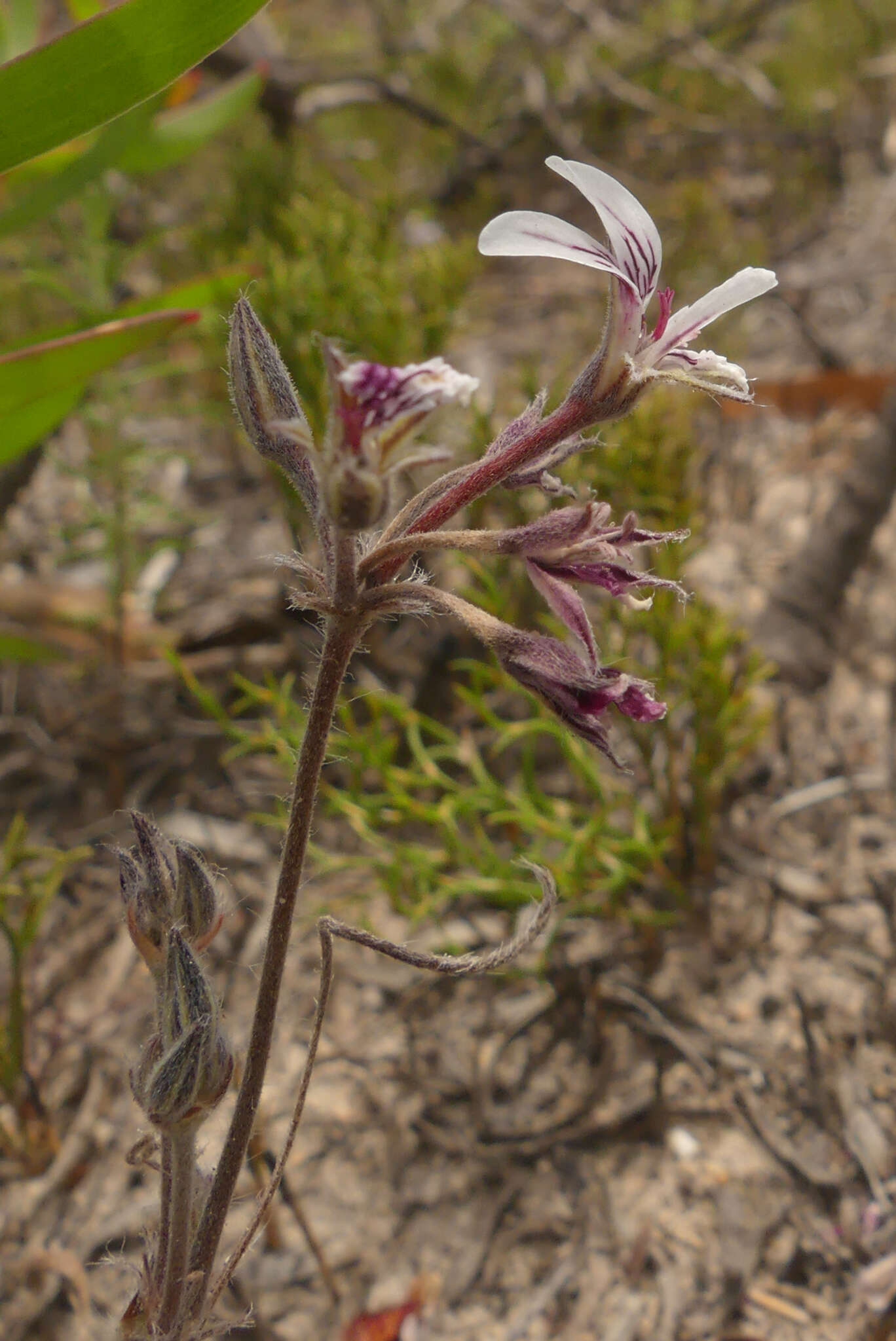 Image of Pelargonium caledonicum L. Bolus