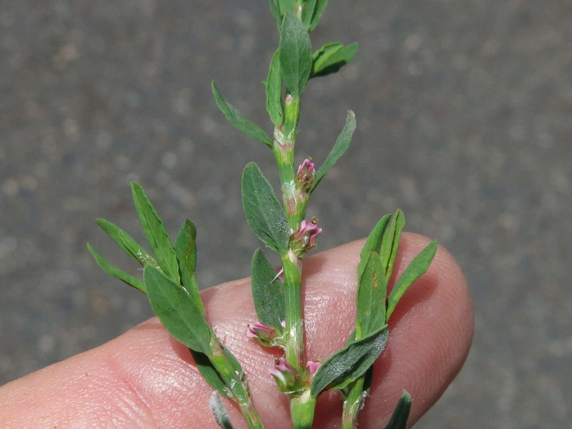 Polygonum aviculare subsp. buxiforme (Small) Costea & Tardif的圖片