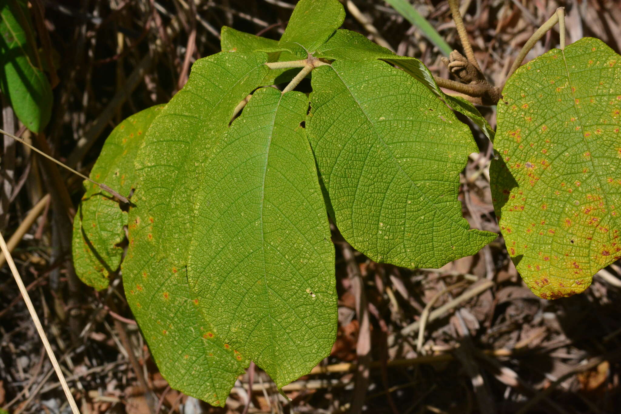Image of Zeyheria tuberculosa (Vell.) Bur. ex Verlot