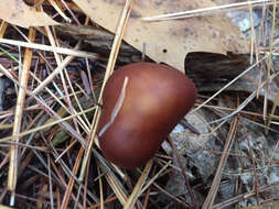 Image of Rhodocollybia butyracea (Bull.) Lennox 1979