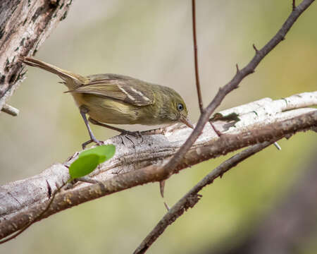 Image of Jamaican Vireo