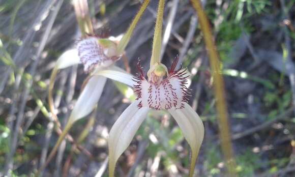 Image of Caladenia splendens Hopper & A. P. Br.