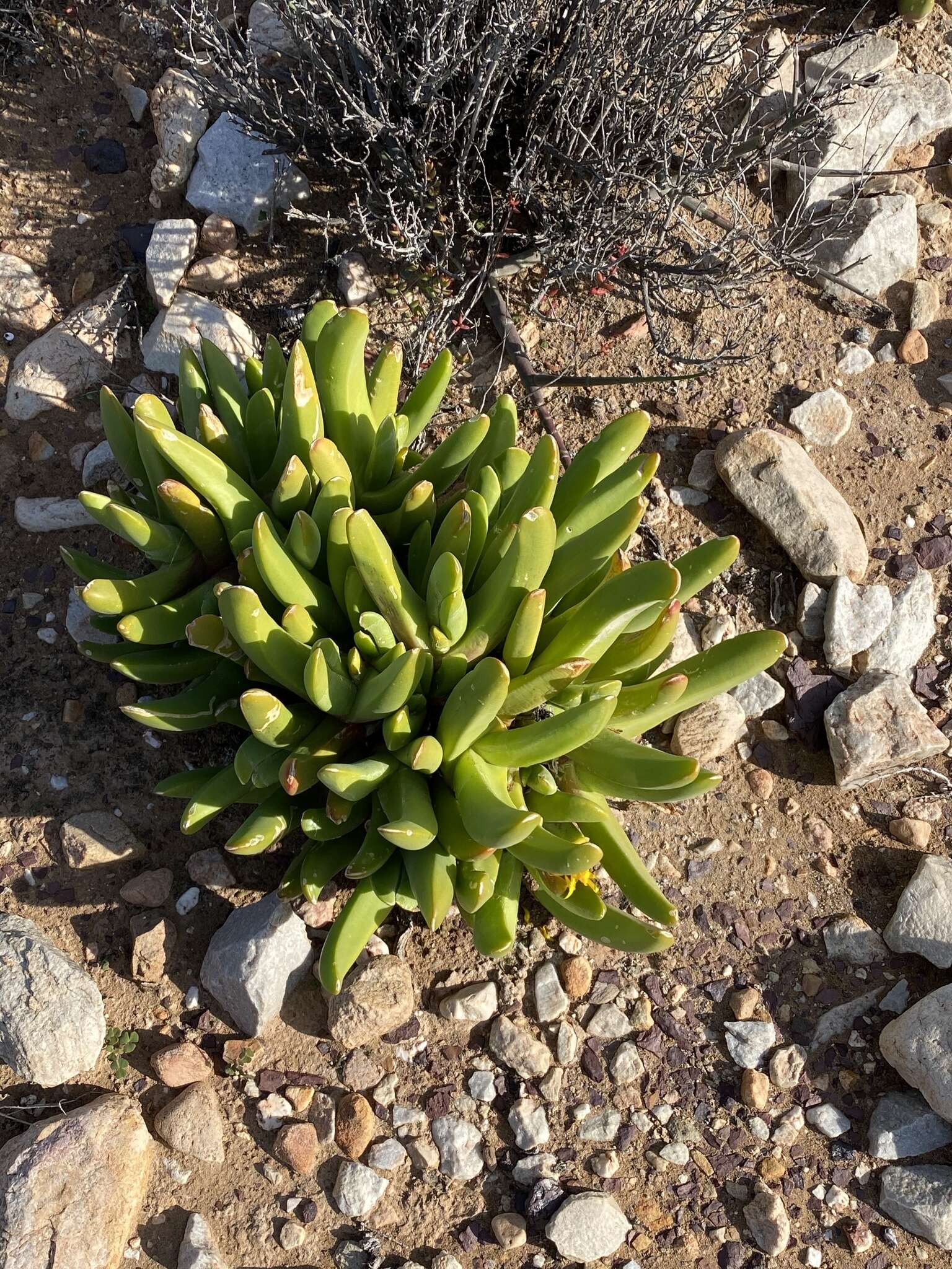 Image of Glottiphyllum regium N. E. Br.