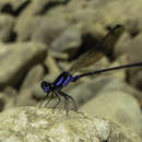 Image of Argia calida (Hagen 1861)