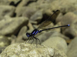 Image of Argia calida (Hagen 1861)