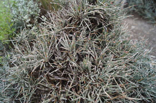 Image of Ephedra compacta Rose