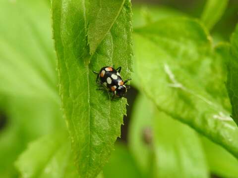 Image of <i>Eriopis connexa</i>