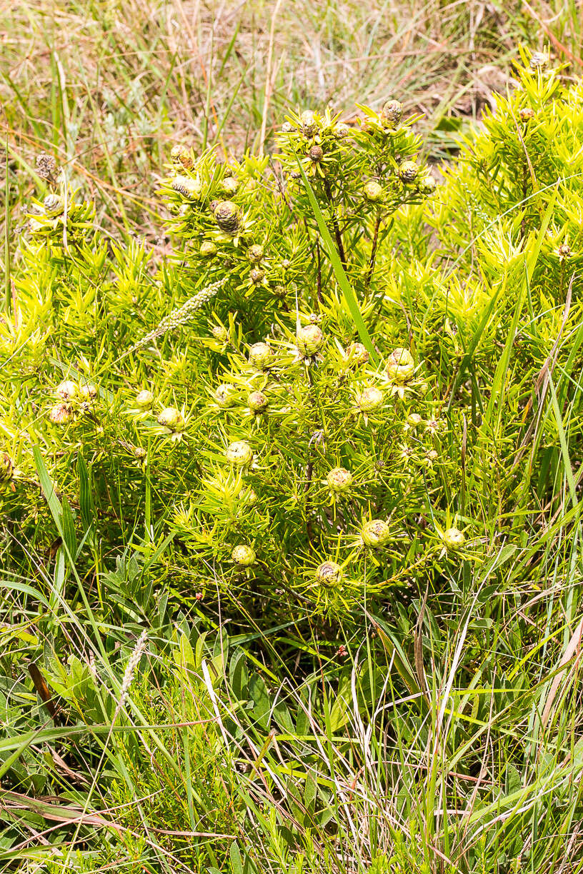 Image of Leucadendron spissifolium subsp. oribinum I. J. M. Williams