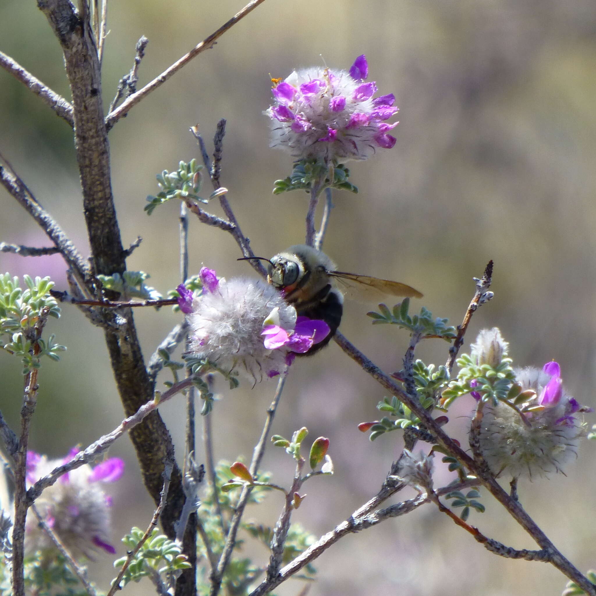 Image of Xylocopa tabaniformis androleuca Michener 1940