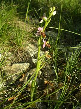 Image of Ophrys scolopax subsp. scolopax