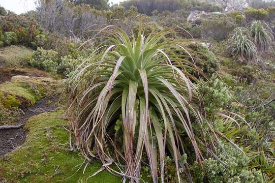 Sivun Richea pandanifolia Hook. fil. kuva