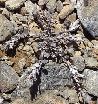 Image of Anaphalioides bellidioides (G. Forst.) D. Glenny