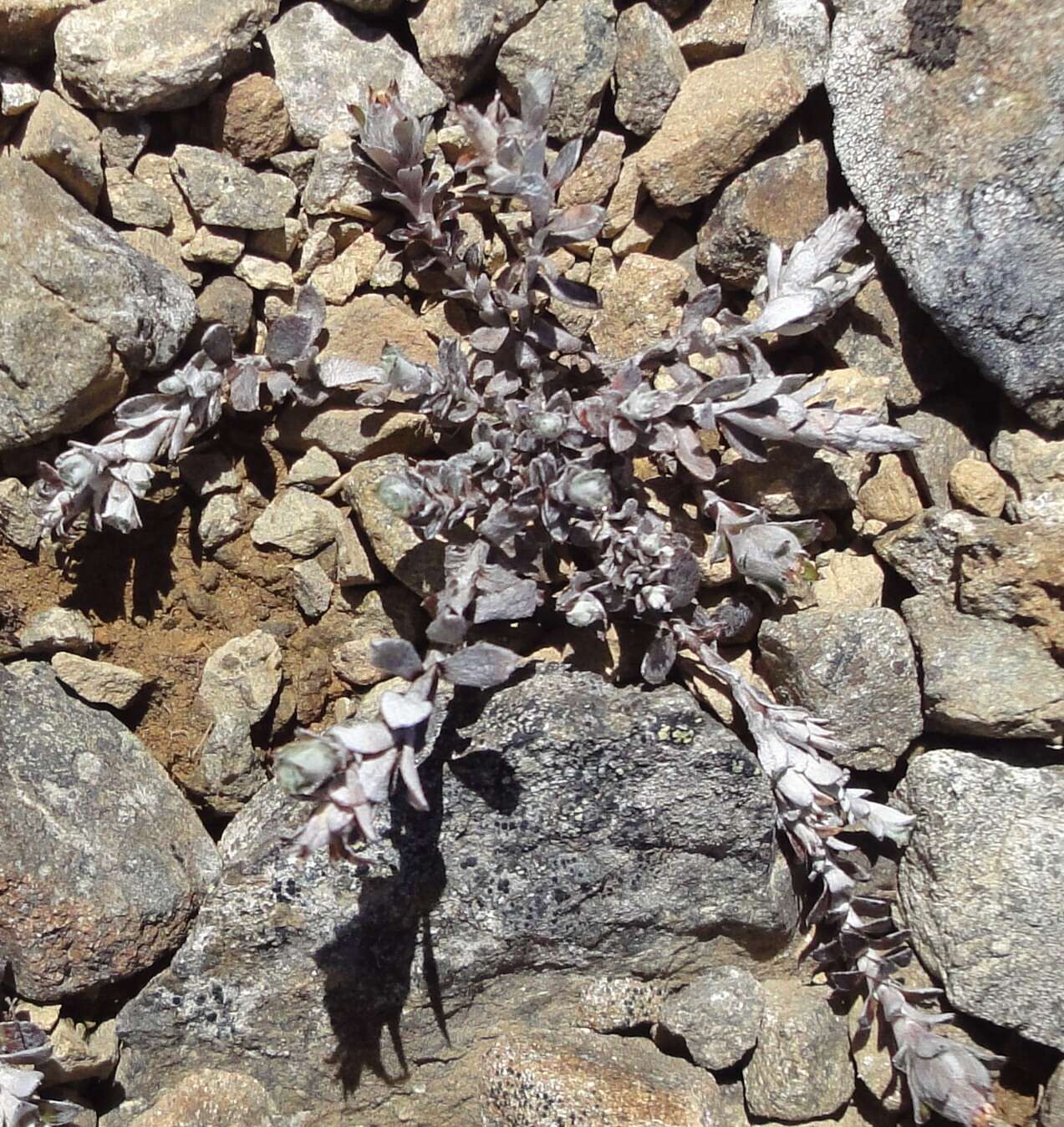 Plancia ëd Anaphalioides bellidioides (G. Forst.) D. Glenny