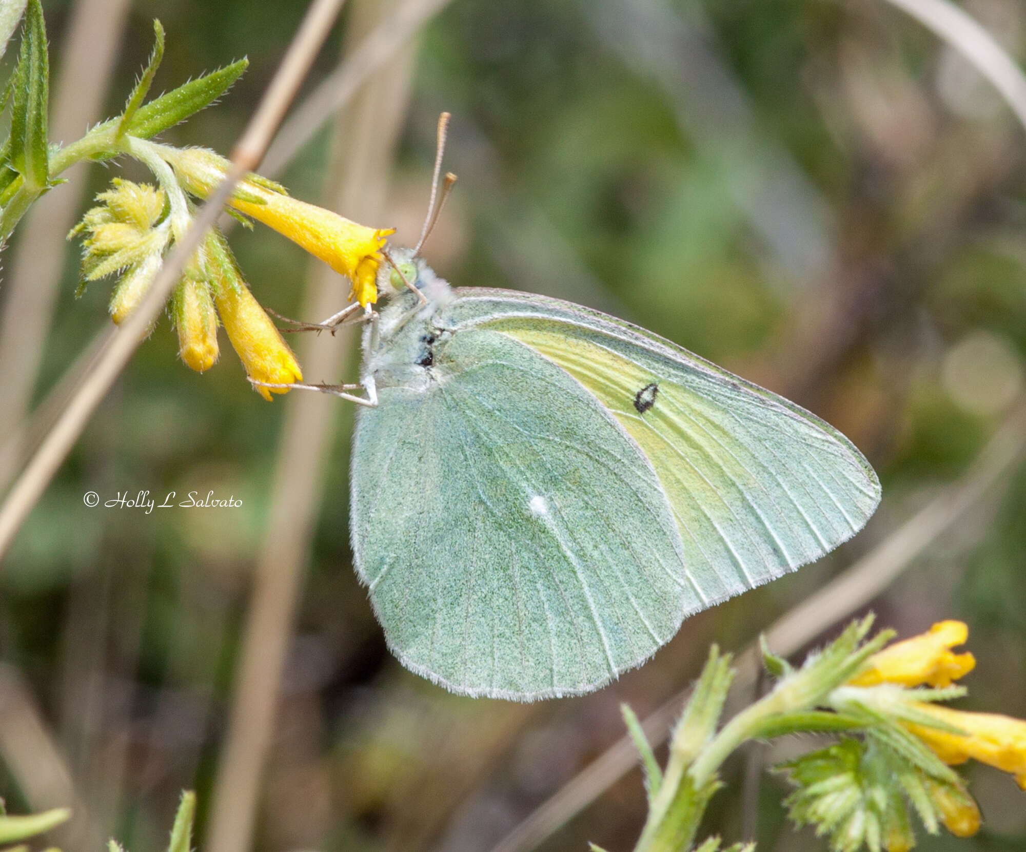 Image of Alexandra's Sulphur