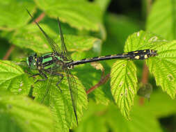 صورة Ophiogomphus anomalus Harvey 1898