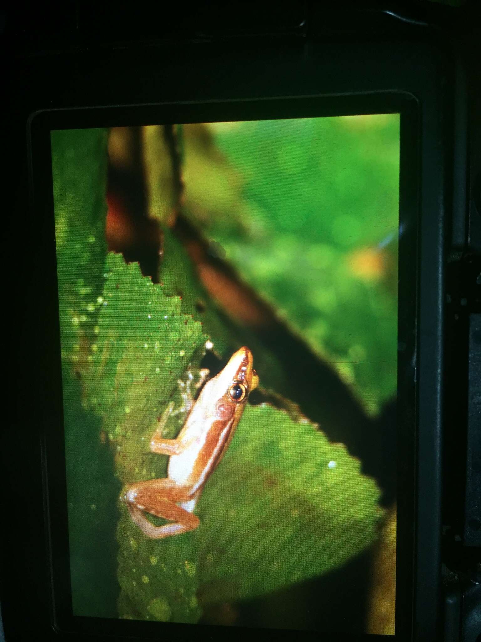 Image of Taipei frog