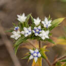 Plancia ëd Triptilion spinosum Ruiz & Pav.