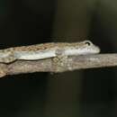 Sivun Lygodactylus tolampyae (Grandidier 1872) kuva