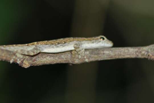 Image of Grandidier's Dwarf Gecko