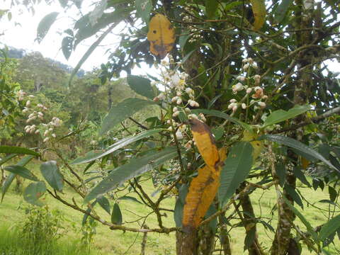 Image de Miconia notabilis Triana