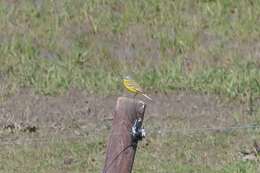 Motacilla flava flava Linnaeus 1758 resmi