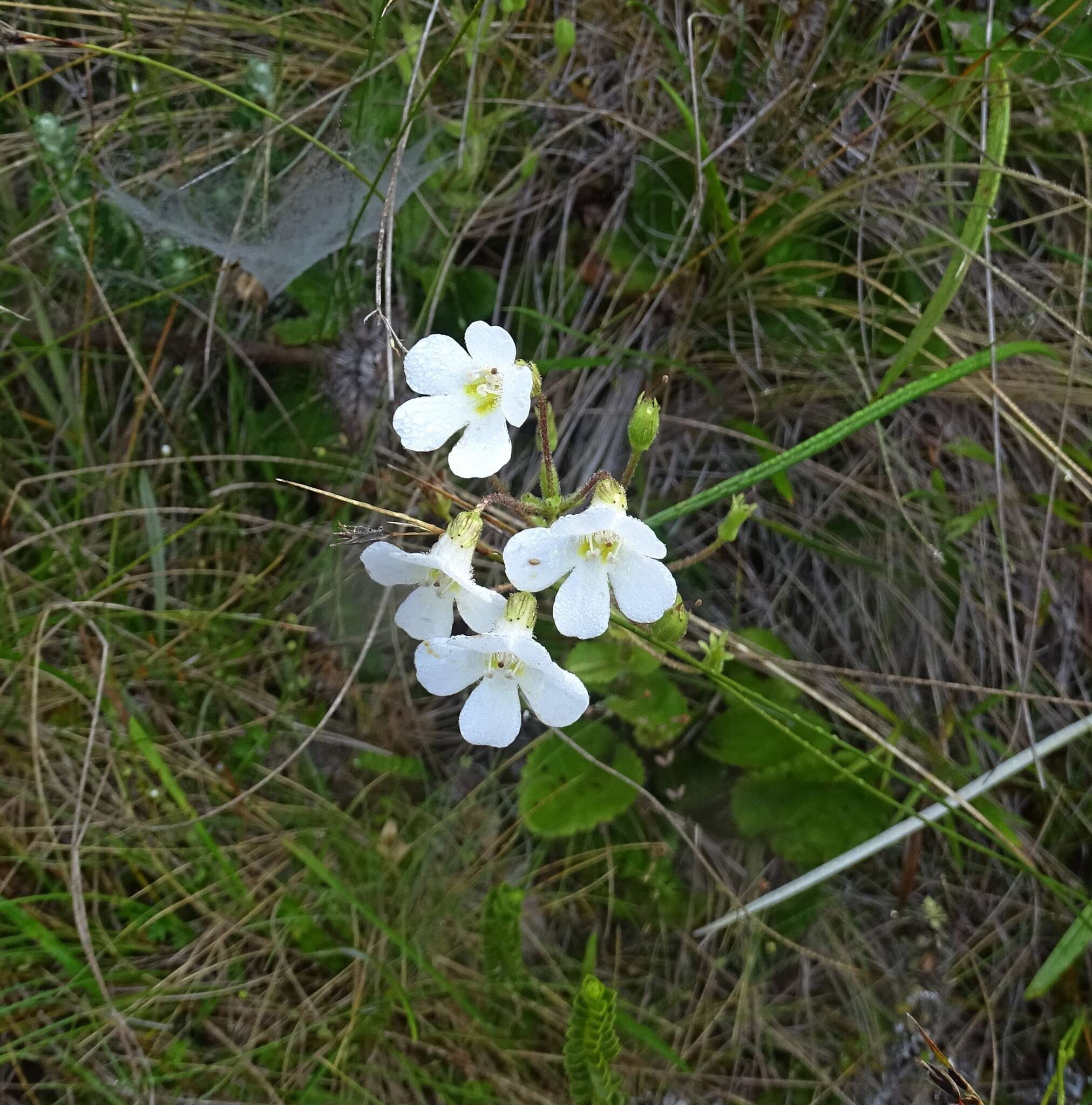 Imagem de Ourisia macrophylla subsp. lactea (L. B. Moore) Meudt