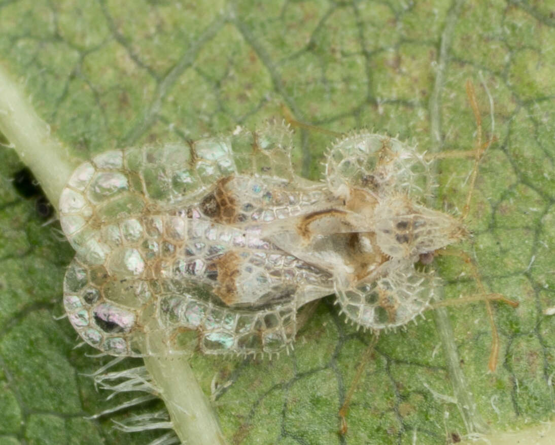 Image of Cotton lace bug