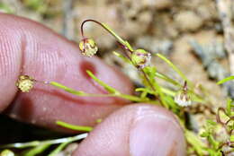 Image of Cotula filifolia Thunb.