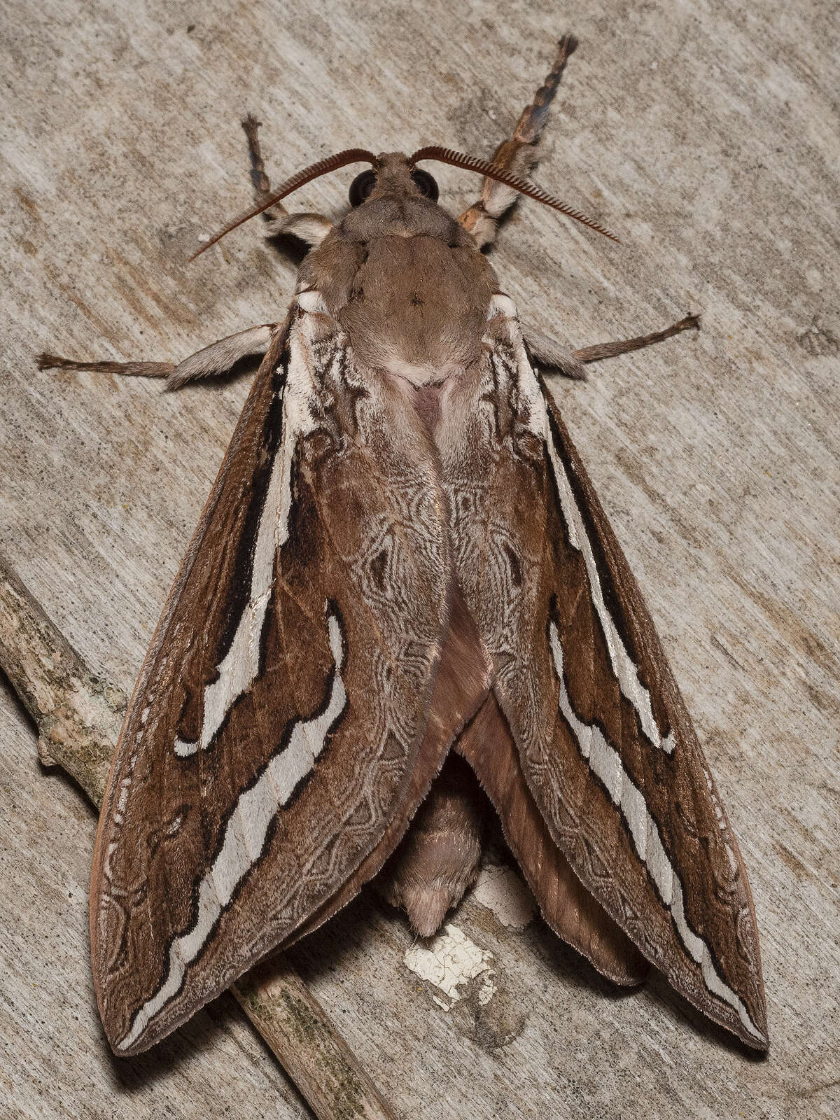 Image of Abantiades latipennis Tindale 1932