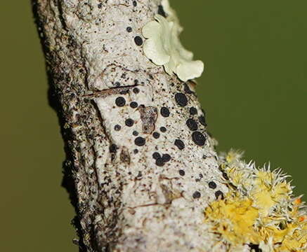 Image of megalaria lichen