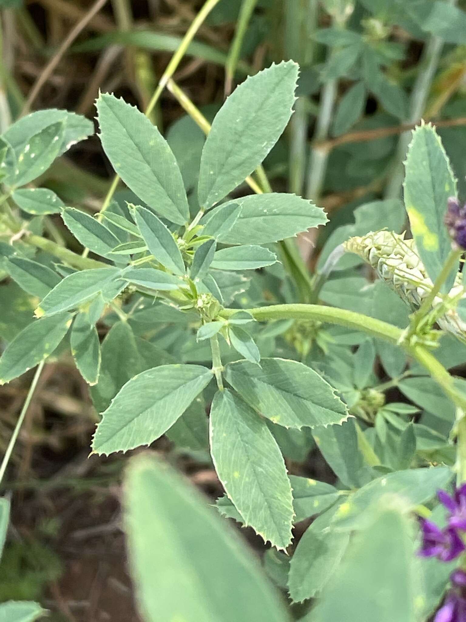 Image of alfalfa