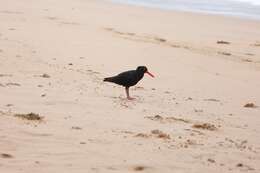 Image of Haematopus fuliginosus fuliginosus Gould 1845