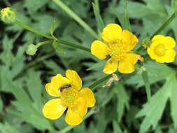 Ranunculus hispidus var. caricetorum (Greene) T. Duncan的圖片