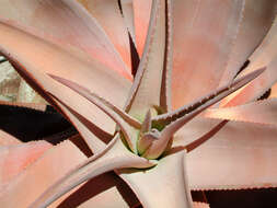 Image of Clanwilliam Aloe