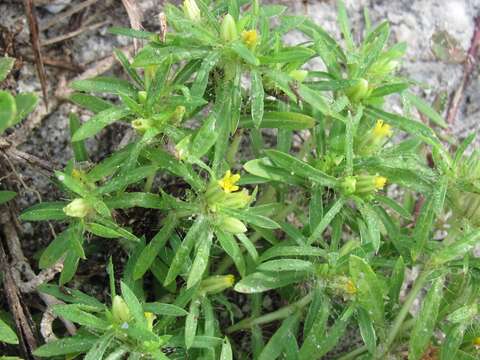 Image of spreading chinchweed