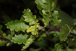 Image of Cantua quercifolia Juss.