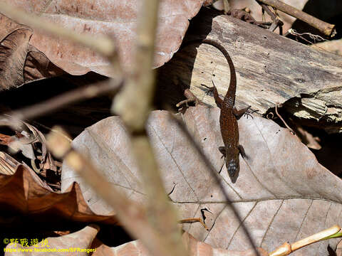 Imagem de Eutropis rudis (Boulenger 1887)