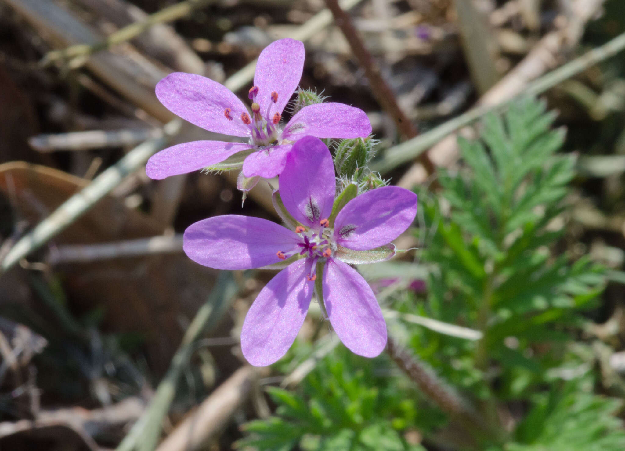 Image of Common Stork's-bill