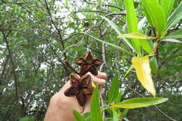 Kageneckia lanceolata Ruiz & Pav.的圖片