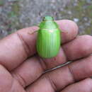 Image of Platycoelia humeralis Bates 1888