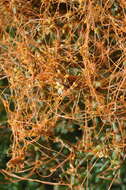 Image of Cuscuta pacifica Costea & M. A. R. Wright