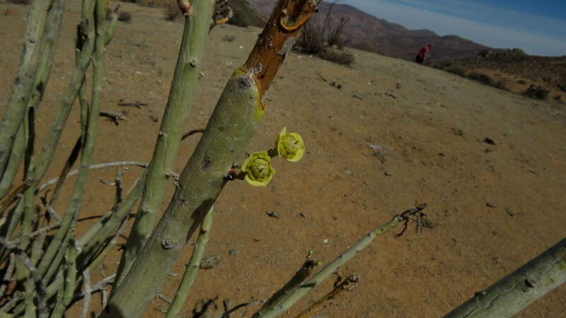 Image of Euphorbia dregeana E. Mey. ex Boiss.