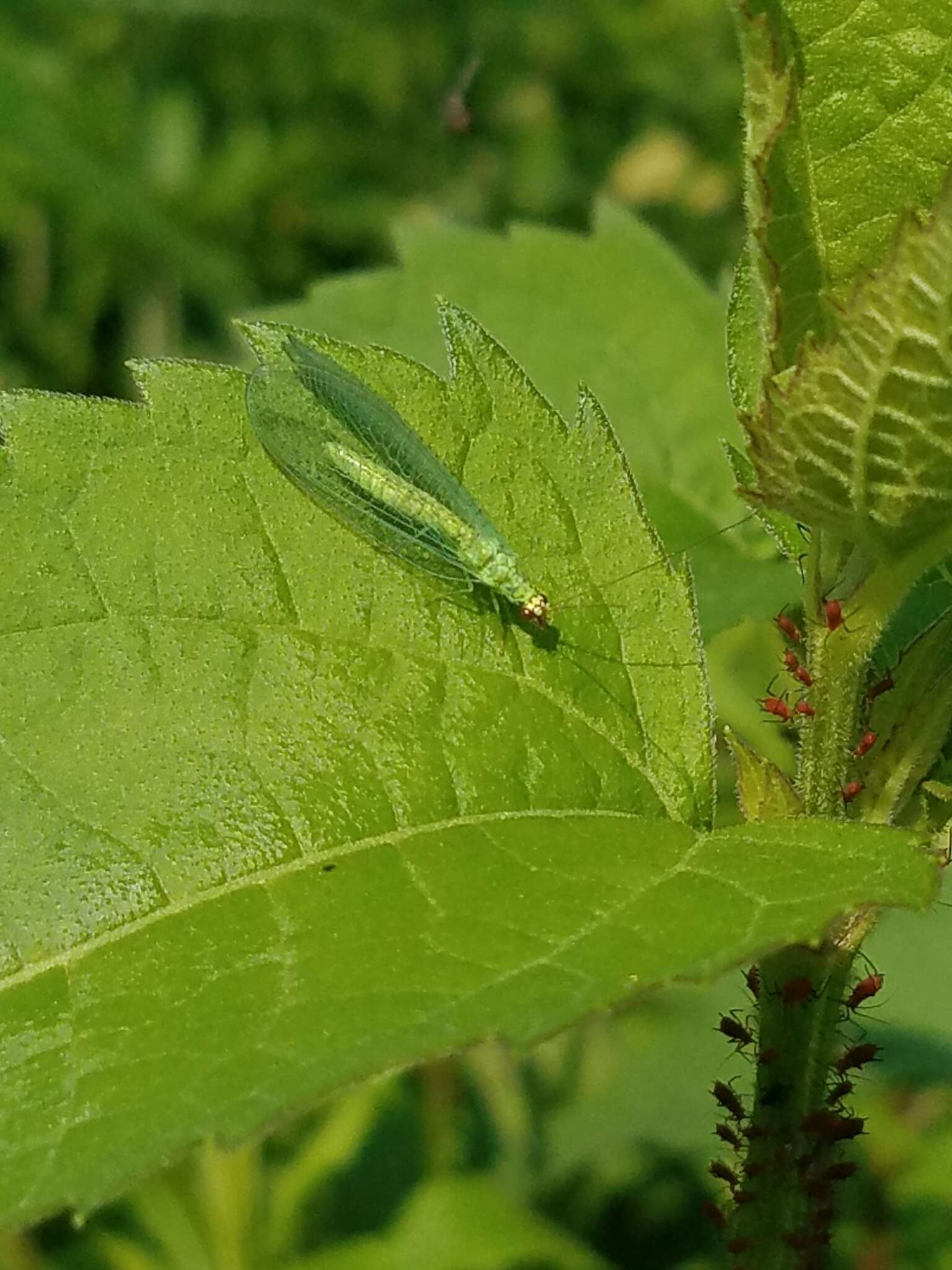 Image of Goldeneyed Lacewing