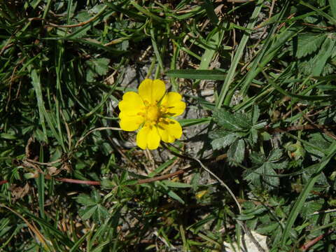 Image of creeping cinquefoil