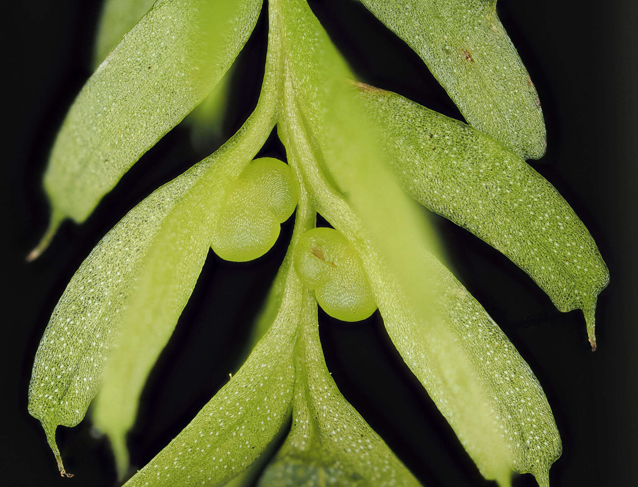 Image of Tmesipteris sigmatifolia Chinnock