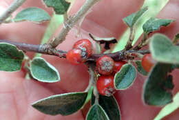 Image of orange cotoneaster