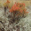 Image de <i>Erica <i>curviflora</i></i> var. curviflora