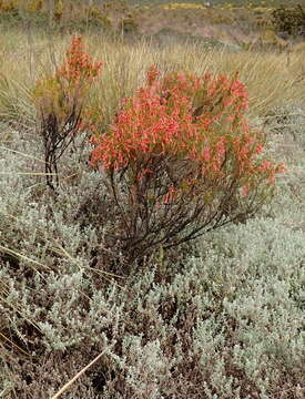 Image of Erica curviflora L.