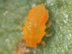 Image of Red gum lerp psyllid