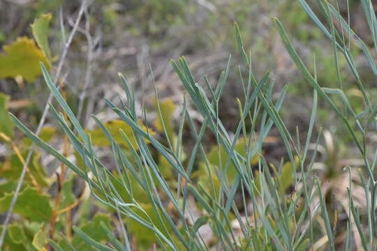 Image of Stirlingia latifolia (R. Br.) Steudel